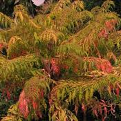 Rhus typhina Tiger Eyes image