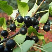Rhamnus cathartica - Purging Buckthorn