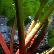 Rhubarb Victoria