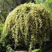 Rosa banksiae lutea - Rambling Rose