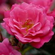 Rosa Flower Carpet Pink Supreme