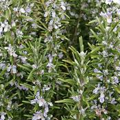 Rosmarinus officinalis