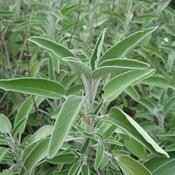Sage, Green