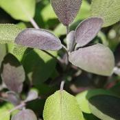 Sage, Purple