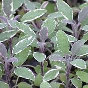 Sage, Tricolor image