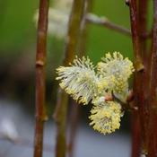 Salix caprea Kilmarnock (pendula)