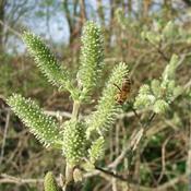 Salix cinerea - Grey Willow