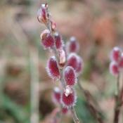 Salix gracilistyla Mount Aso®