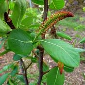 Salix magnifica