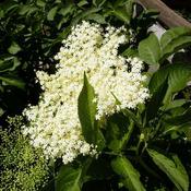 Sambucus nigra - Elder