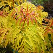 Sambucus racemosa Plumosa Aurea