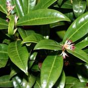 Sarcococca hookeriana var. digyna