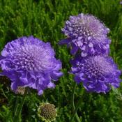 Scabiosa Butterfly Blue