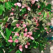 Schizophragma hydrangeoides Roseum