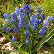 Scilla siberica