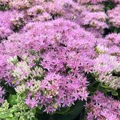 Sedum spectabile Brilliant