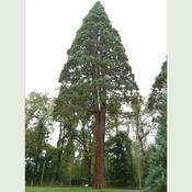 Sequoiadendron giganteum - Giant Redwood