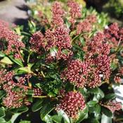Skimmia japonica Rubella - male