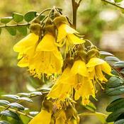 Sophora microphylla Sun King
