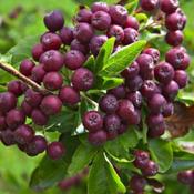 Sorbus Burka
