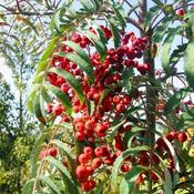 Sorbus Chinese Lace image