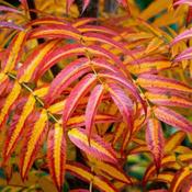 Sorbus commixta Olympic Flame (Dodong)