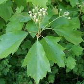 Sorbus torminalis - Wild Service Tree