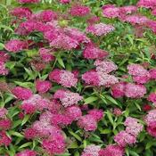 Spiraea japonica Anthony Waterer