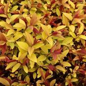 Spiraea japonica Goldflame