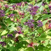 Spiraea japonica Magic Carpet image