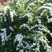 Spiraea nipponica Snowmound