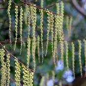 Stachyurus praecox