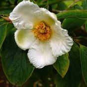 Stewartia pseudocamellia - Japanese Stewartia