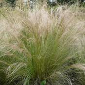 Stipa tenuissima Pony Tails