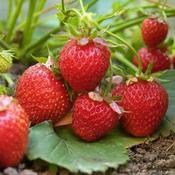 Strawberry Elsanta
