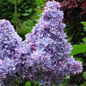 Syringa vulgaris Carpe Diem