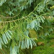 Taiwania cryptomerioides