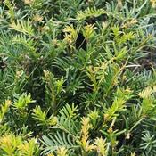 Taxus baccata - Yew