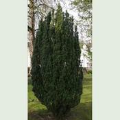 Taxus baccata Fastigiata