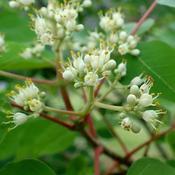 Tetradium daniellii - Bee Tree