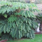 Tetrapanax papyrifer Rex