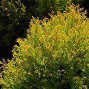 Thuja occidentalis Rheingold