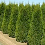 Thuja occidentalis Smaragd