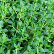 Thyme, common | Thymus vulgaris