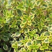 Thyme, Lemon Variegated | Thymus x cit. Variegatus