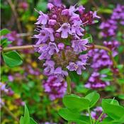 Thyme, Wild | Thymus serpyllum