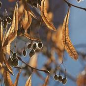 Tilia cordata - Small leaved Lime