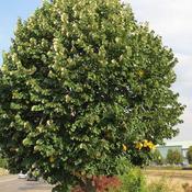 Tilia petiolaris - Weeping Lime