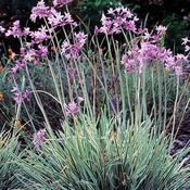 Tulbaghia violacea Variegata (syn Silverlace)