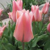 Tulip Albert Heijn